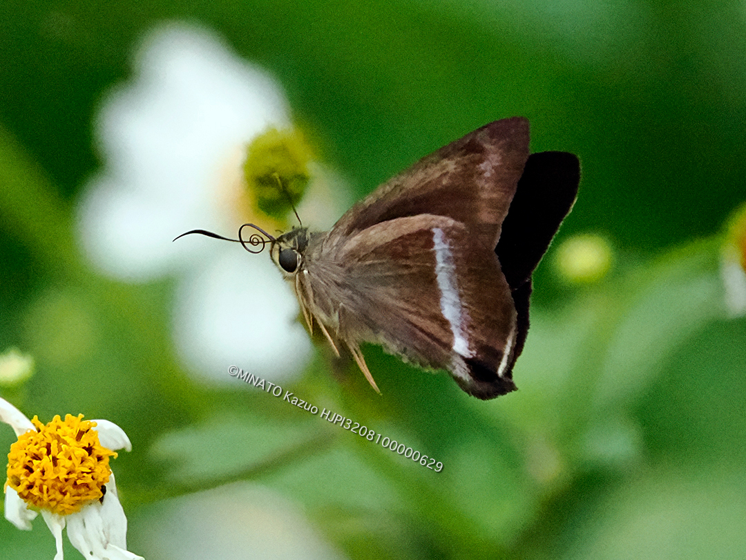 オキナワビロードセセリ