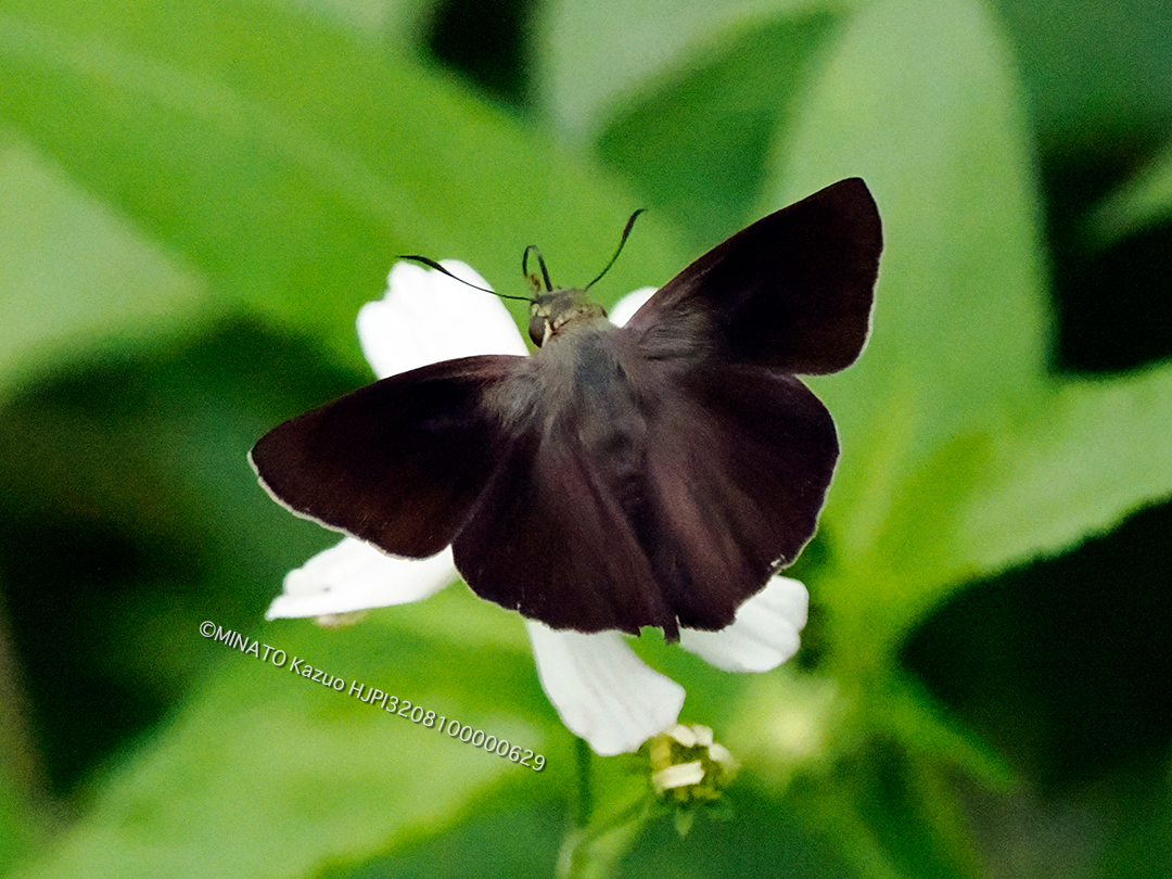 オキナワビロードセセリ