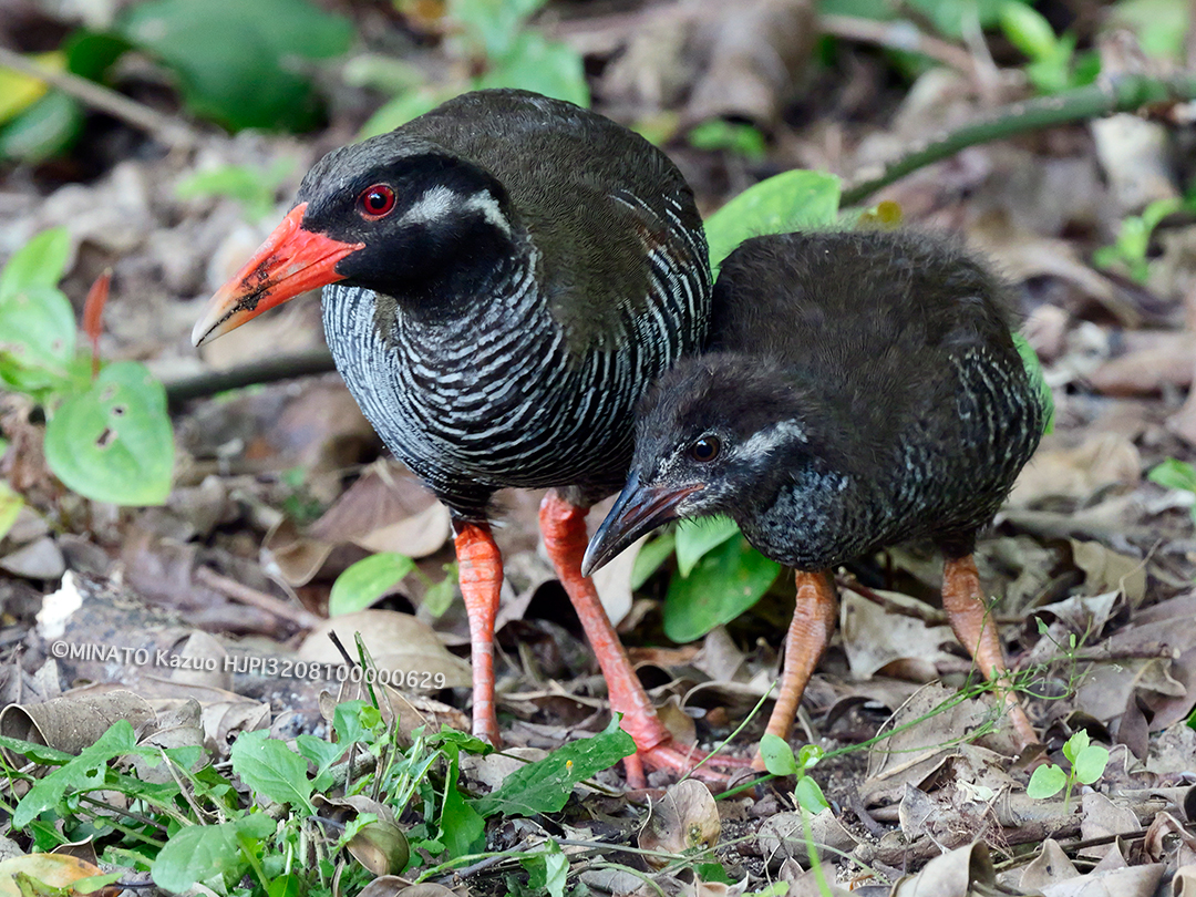 ヤンバルクイナ