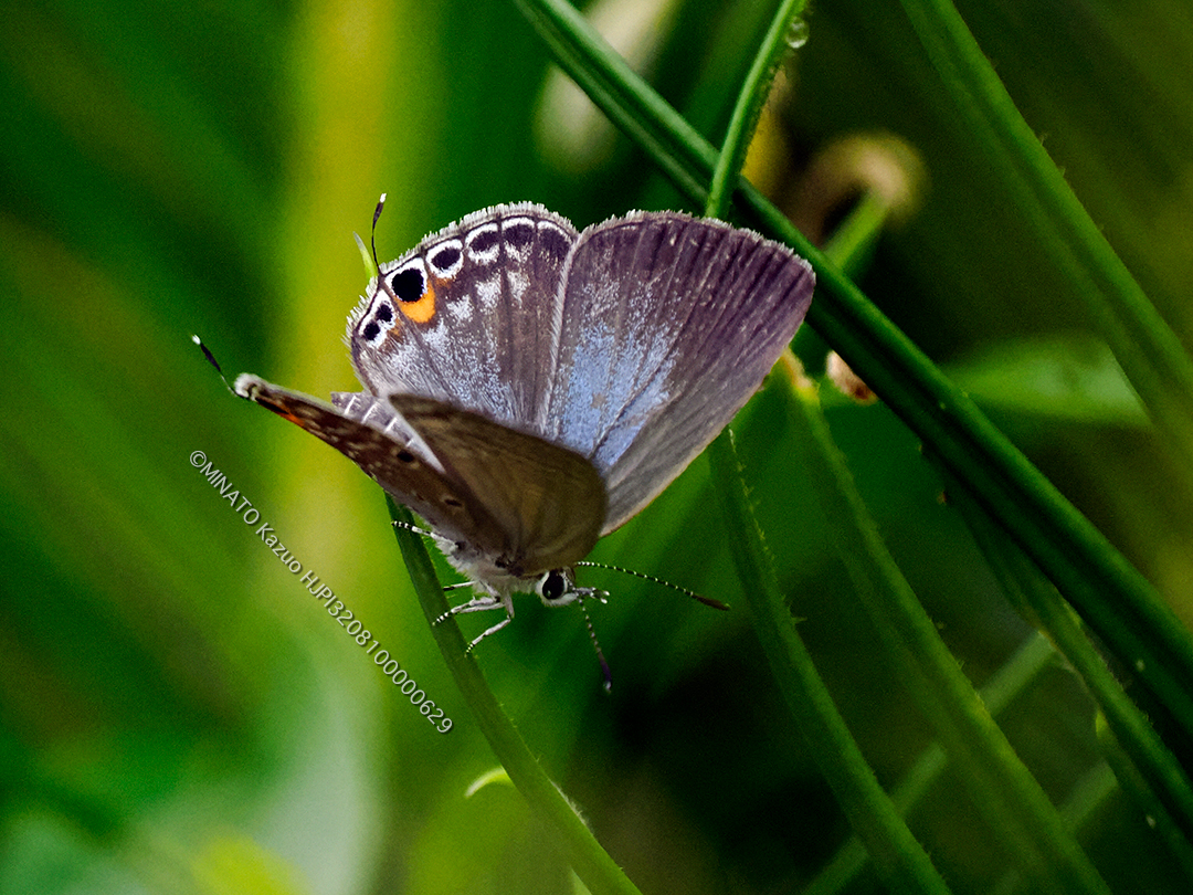 クロマダラソテツシジミ