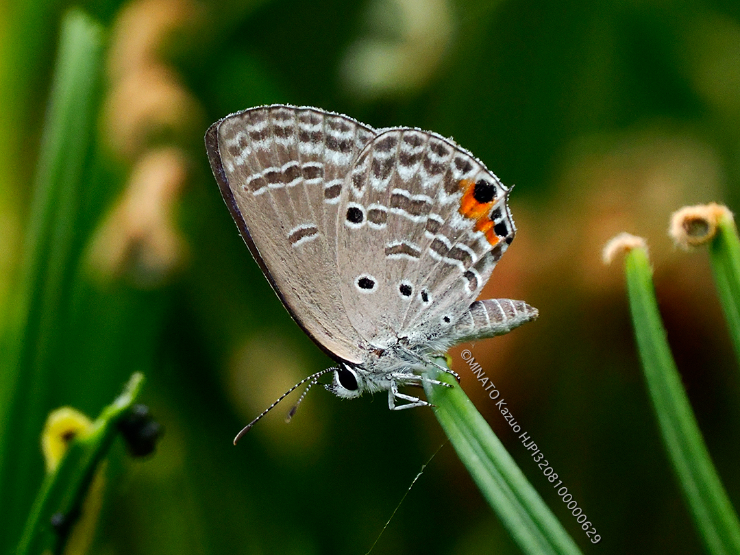 クロマダラソテツシジミ