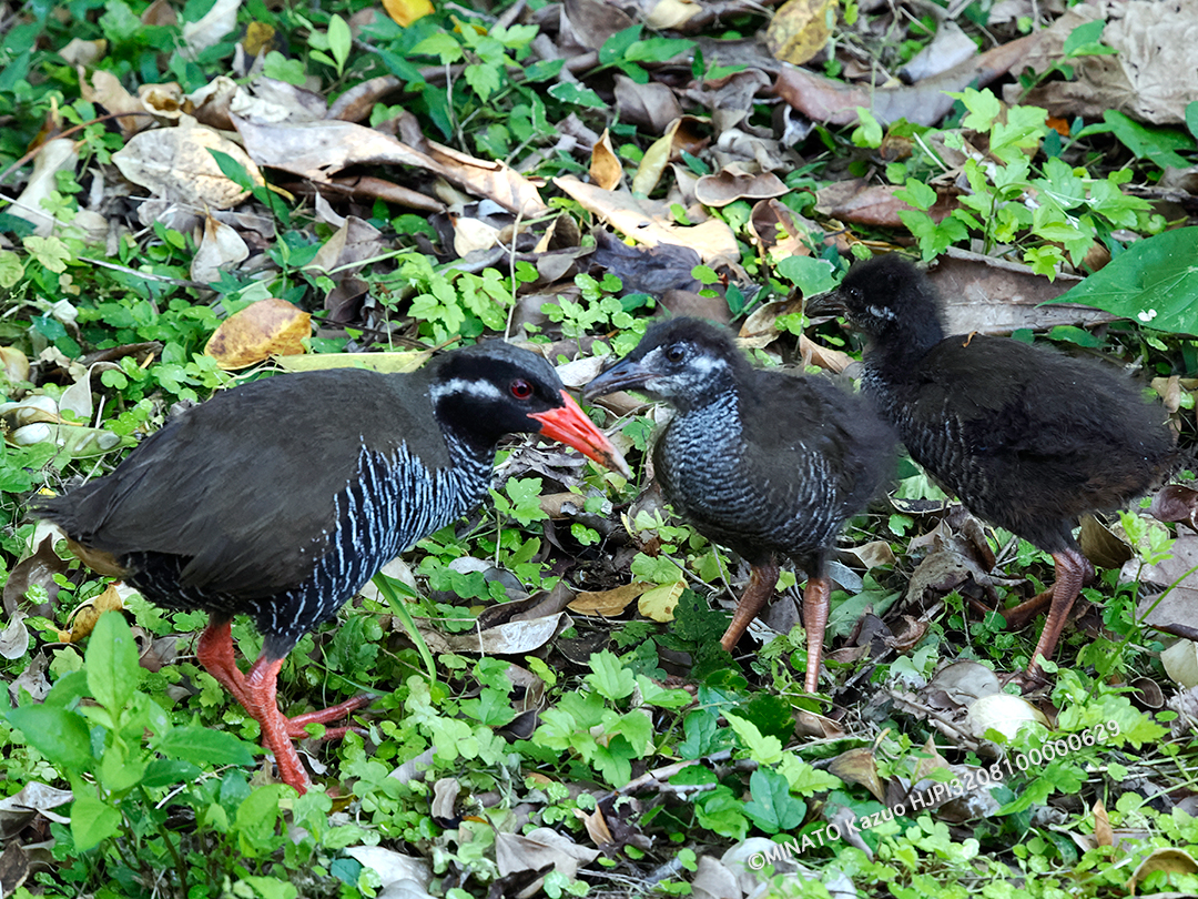 ヤンバルクイナ