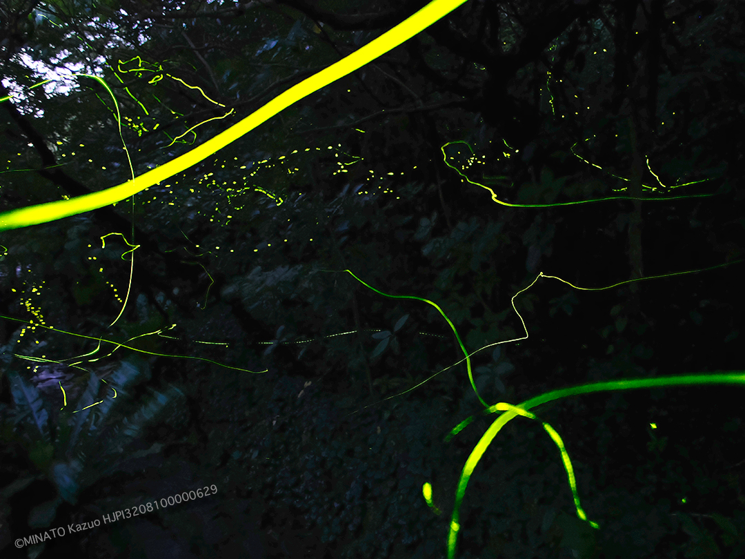 ホタル2種飛翔