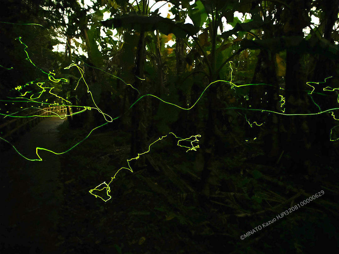 ホタル2種飛翔