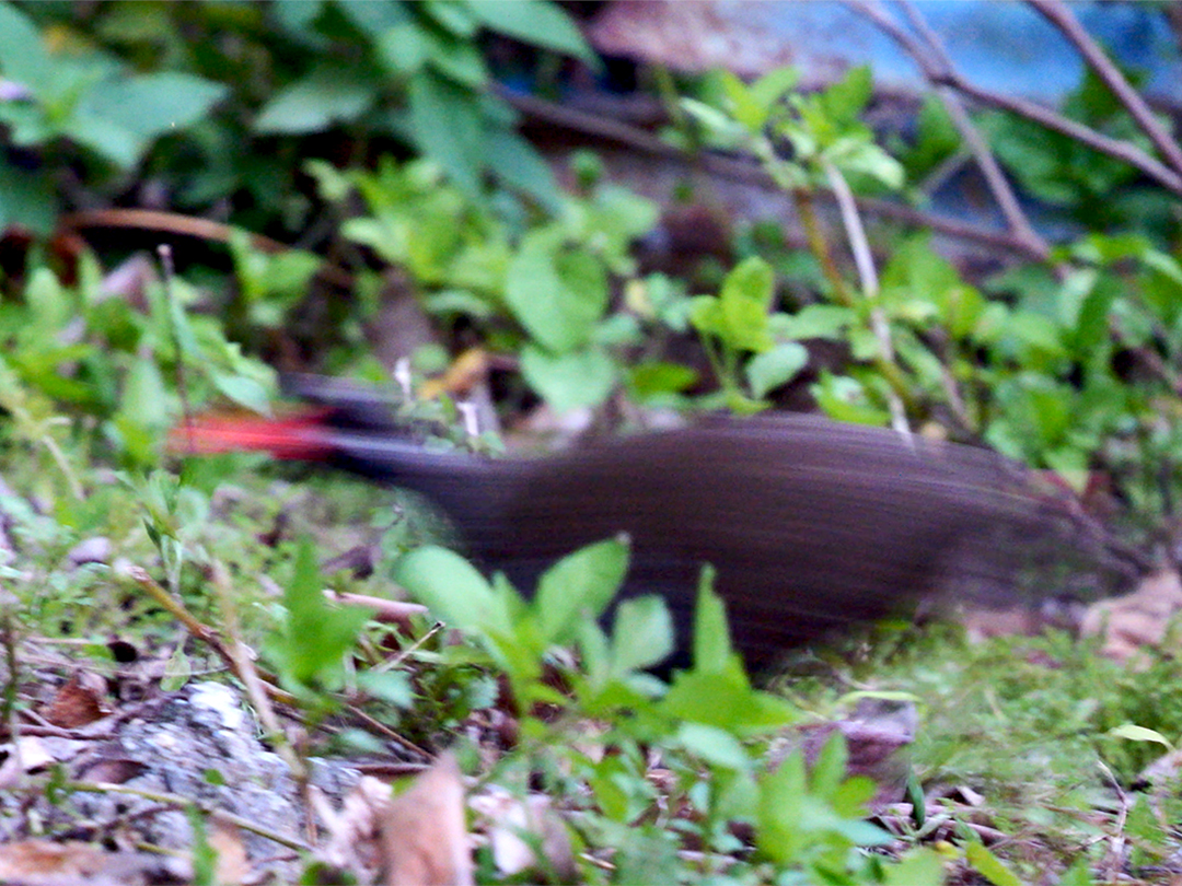 襲いかかるヤンバルクイナ