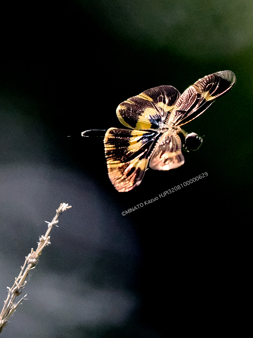 オキナワチョウトンボ