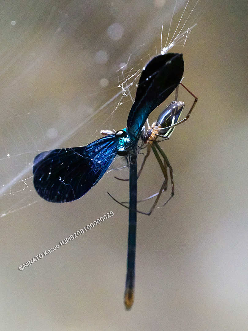 リュウキュウハグロトンボ雄