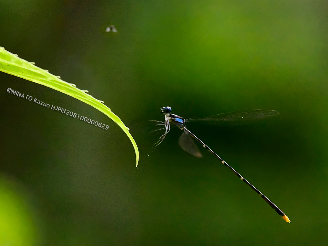 リュウキュウリリモントンボ雄