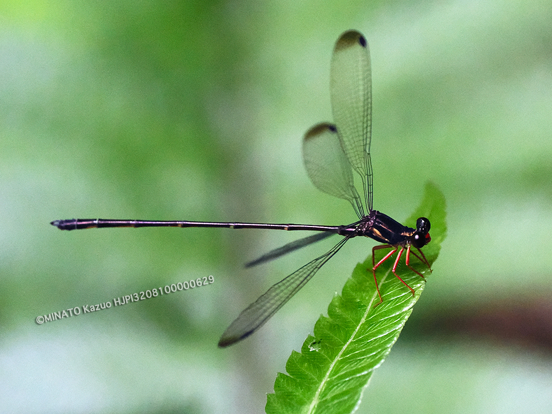 オキナワトゲオトンボ