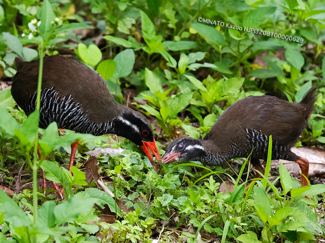 ヤンバルクイナ親子