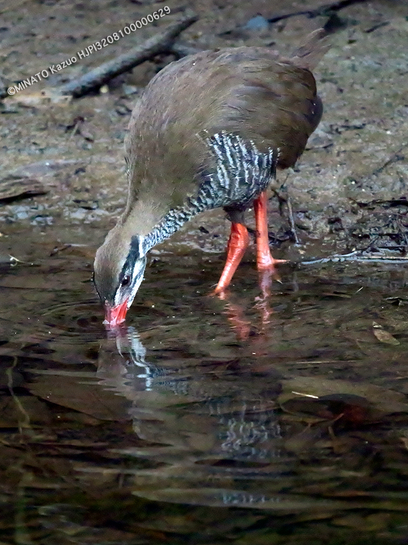 ヤンバルクイナ若鳥