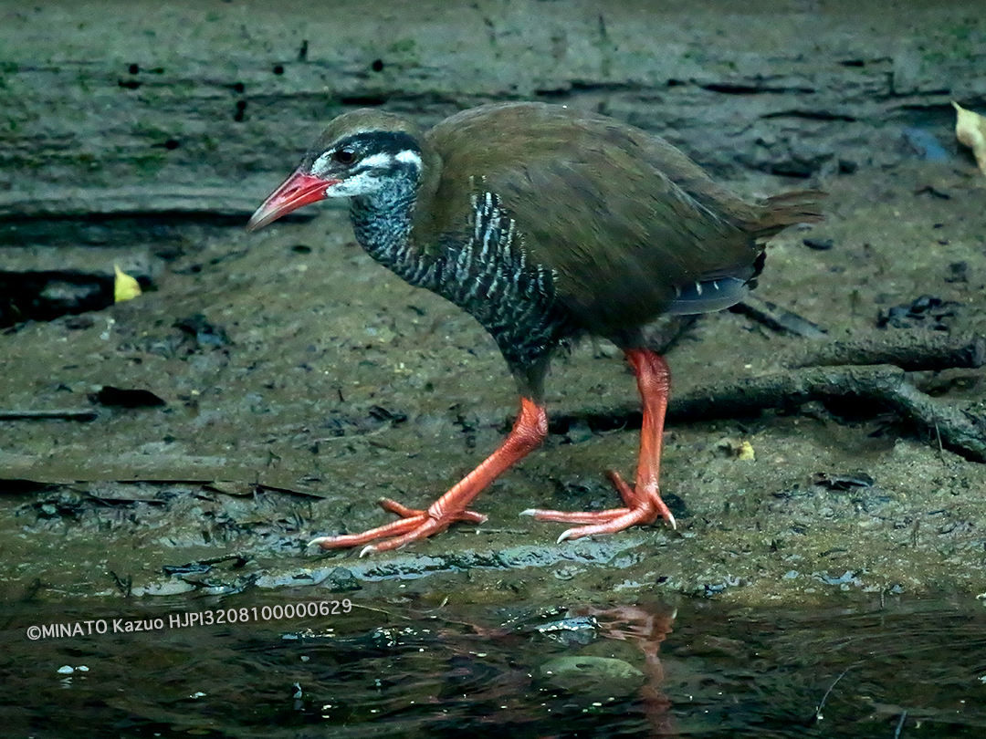 ヤンバルクイナ若鳥