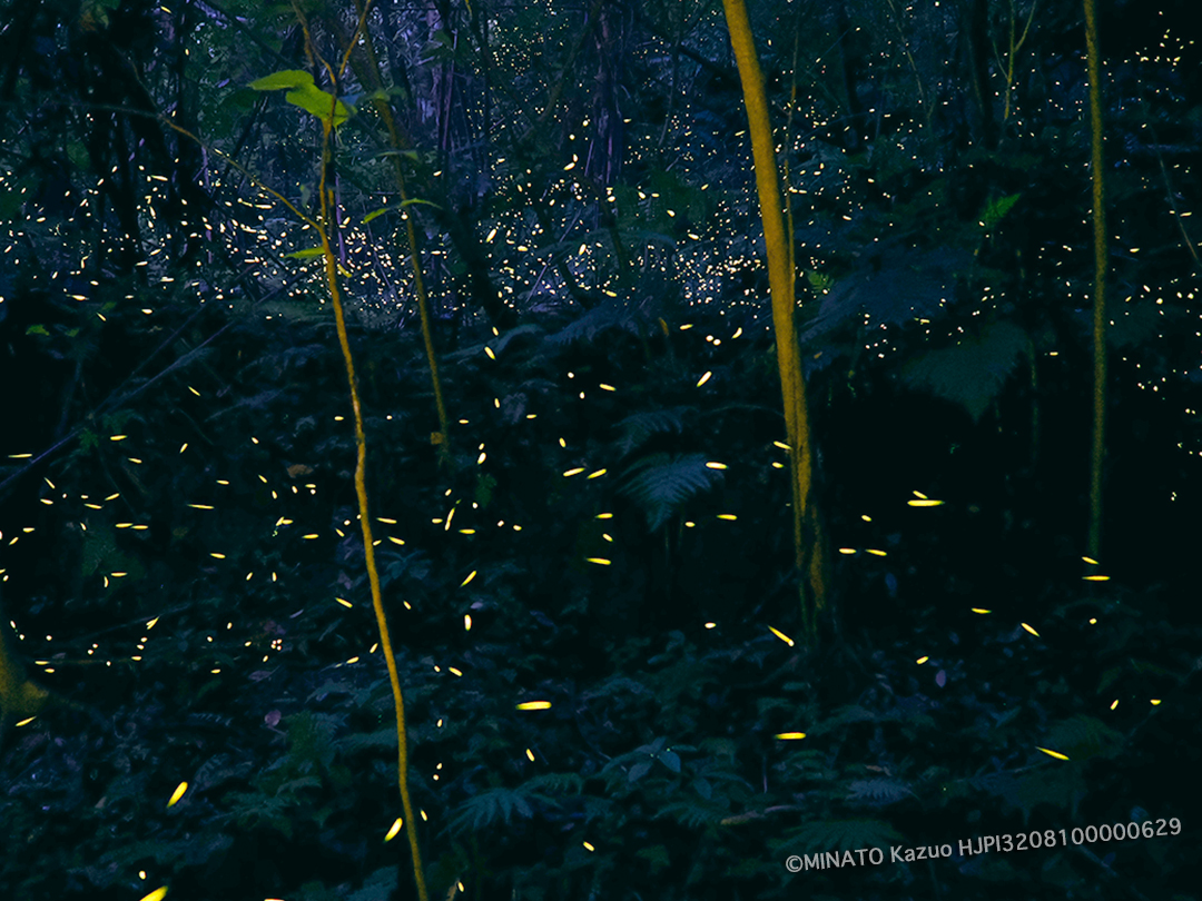 クロイワボタル