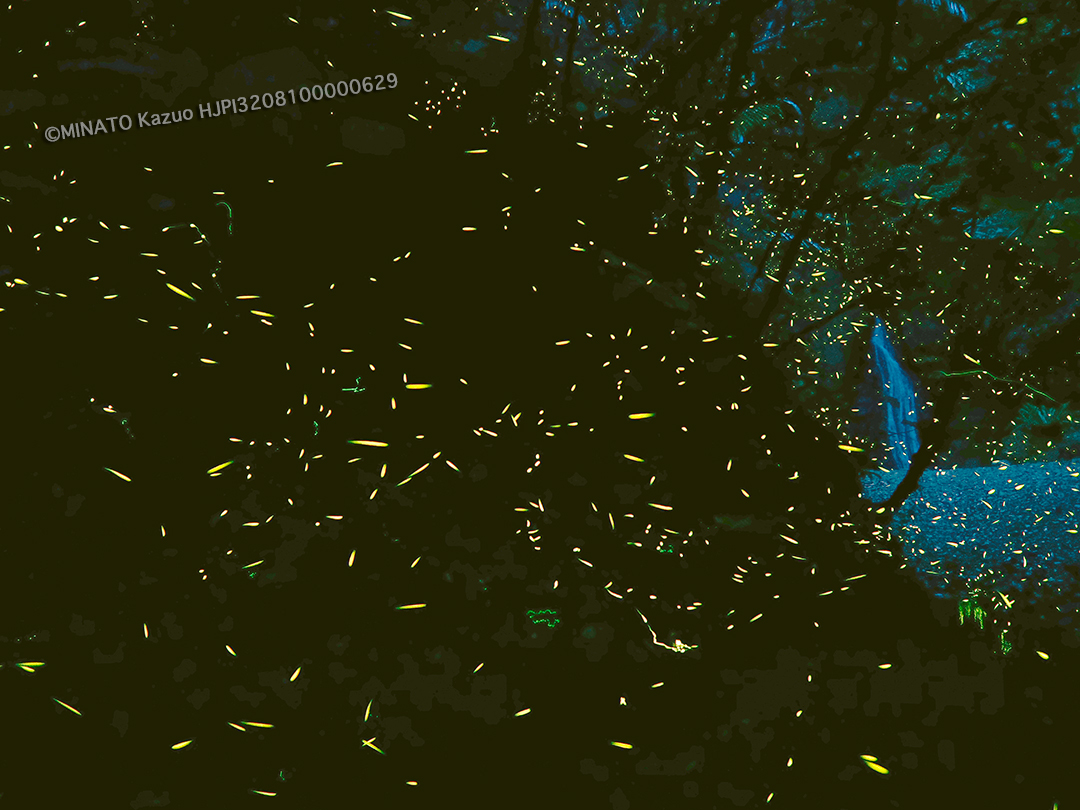 クロイワボタル