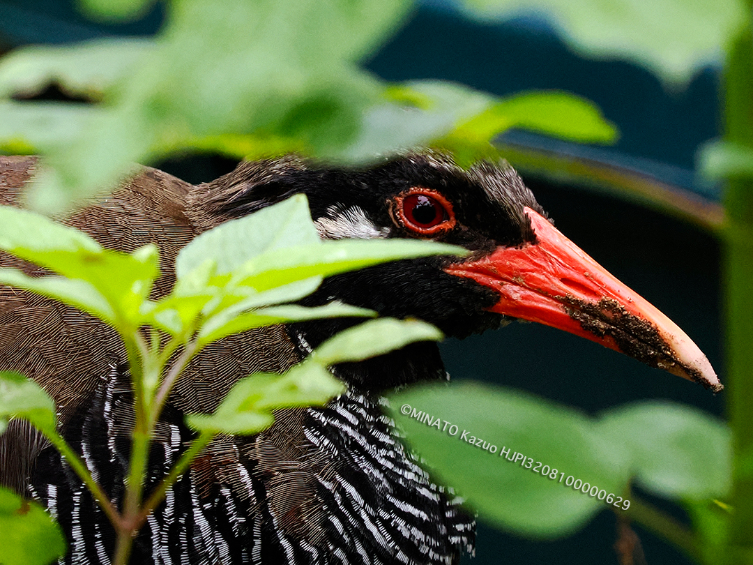 ヤンバルクイナ