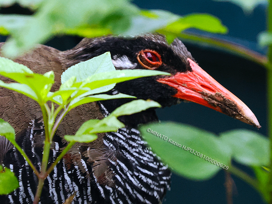 ヤンバルクイナ