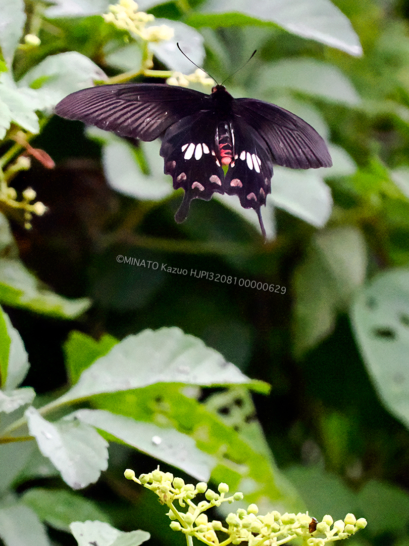 ベニモンアゲハ表面