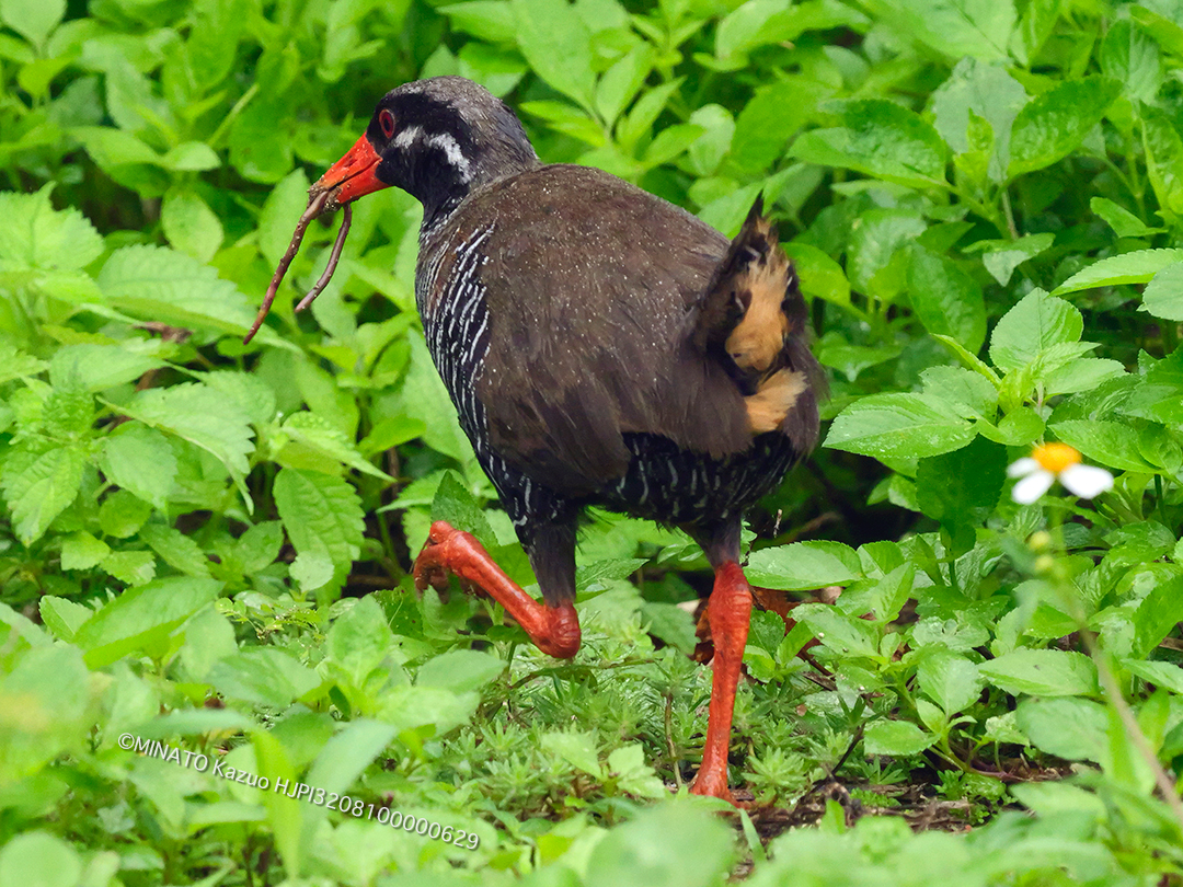ヤンバルクイナ