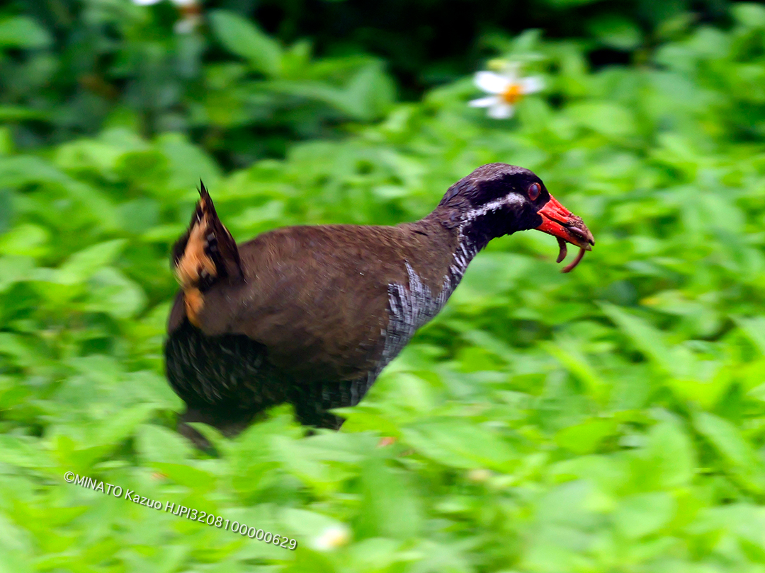 ヤンバルクイナ