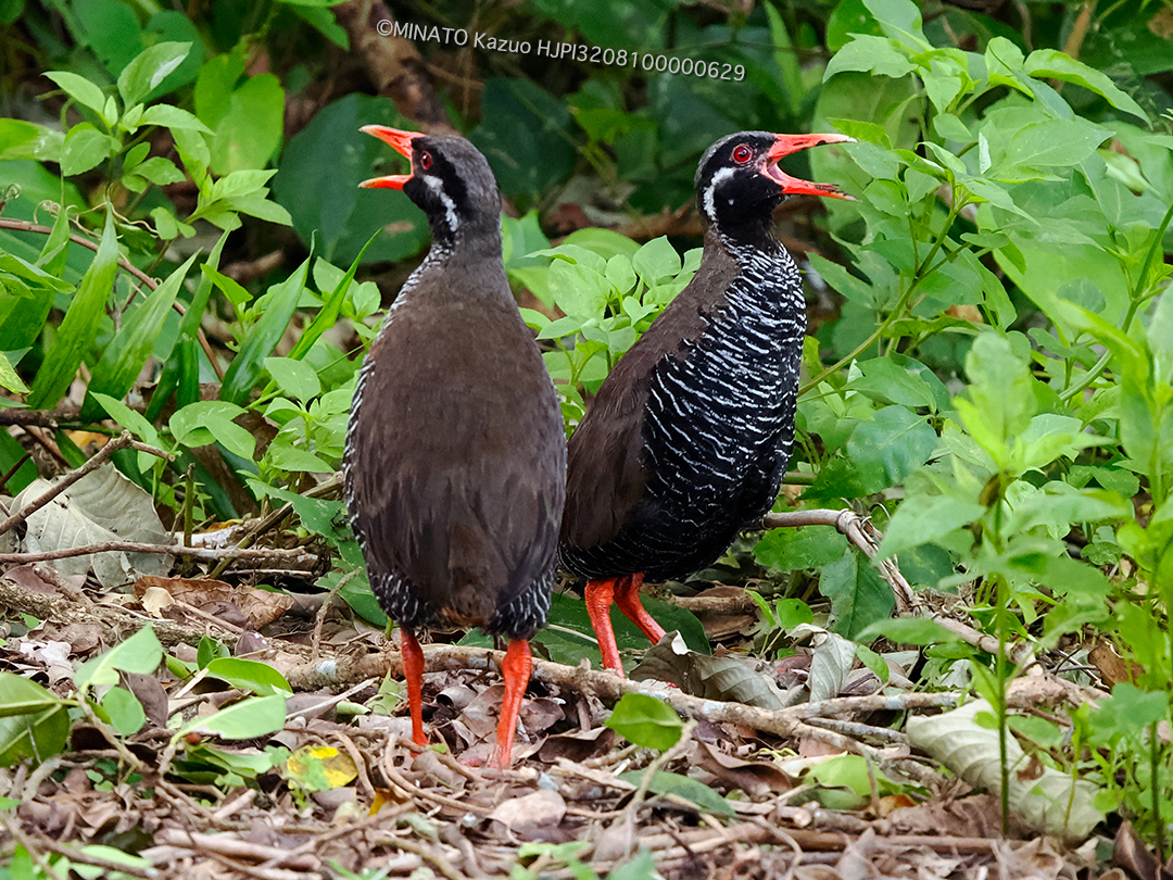 ヤンバルクイナ