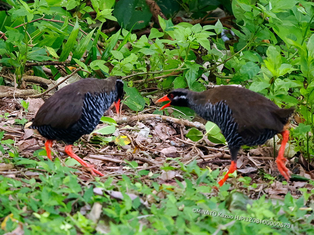 ヤンバルクイナ