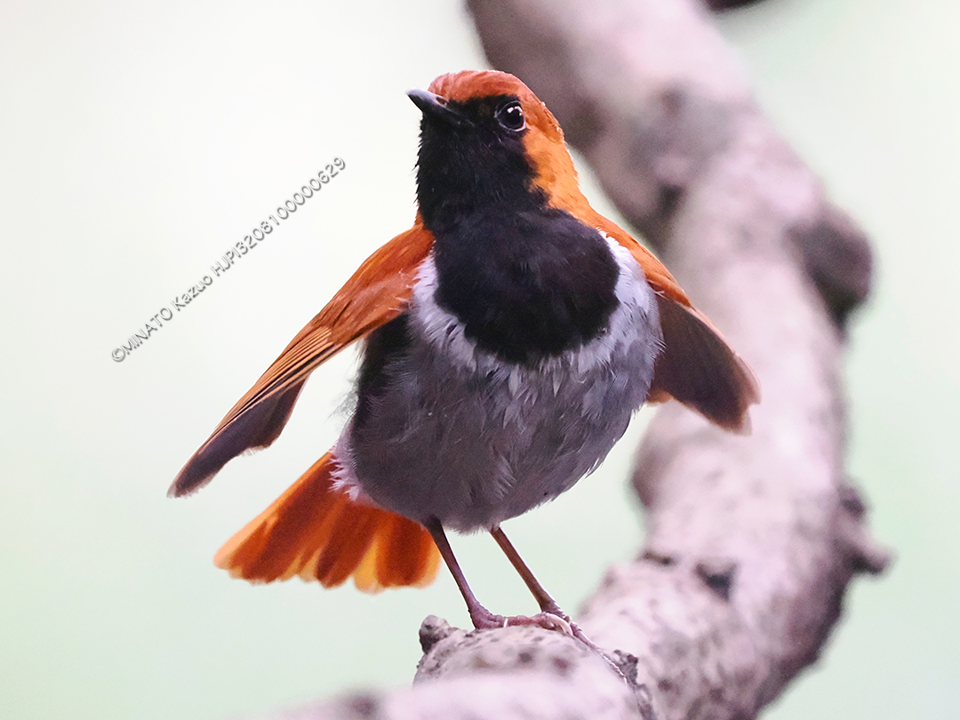 ホントウアカヒゲ雄