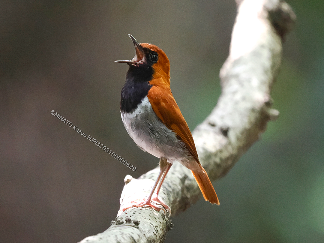 ホントウアカヒゲ雄