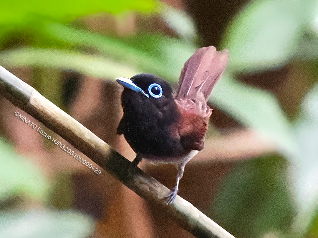 リュウキュウサンコウチョウ
