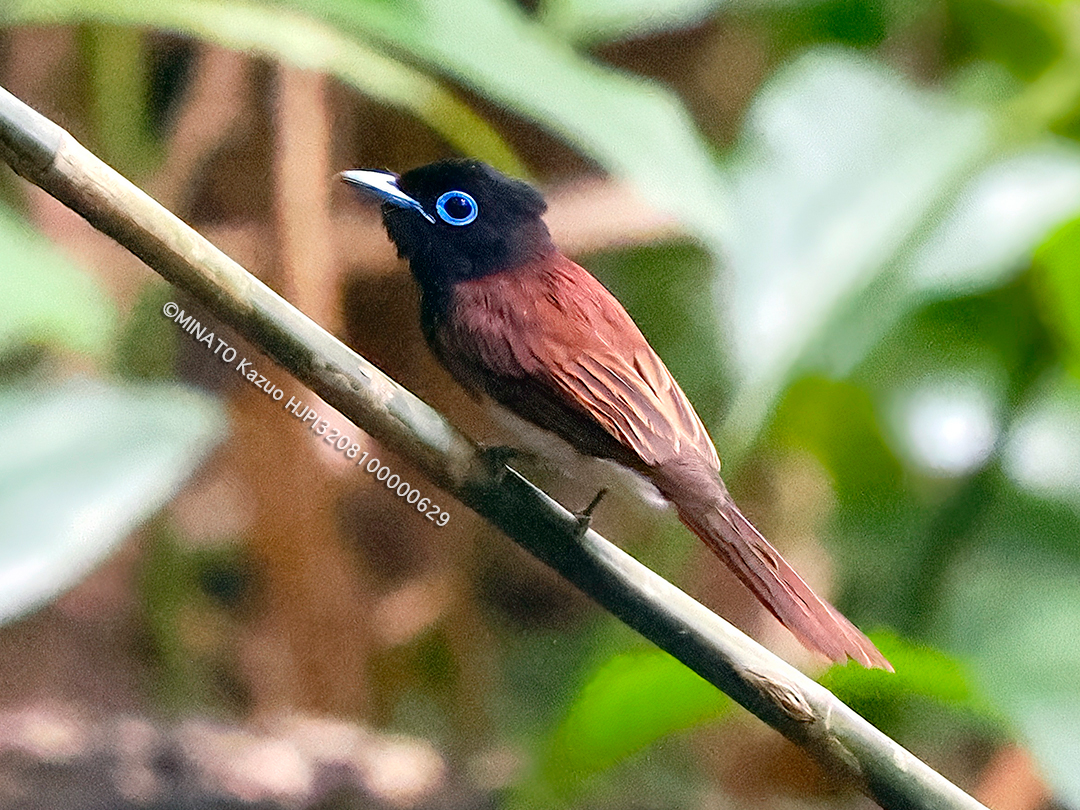 リュウキュウサンコウチョウ