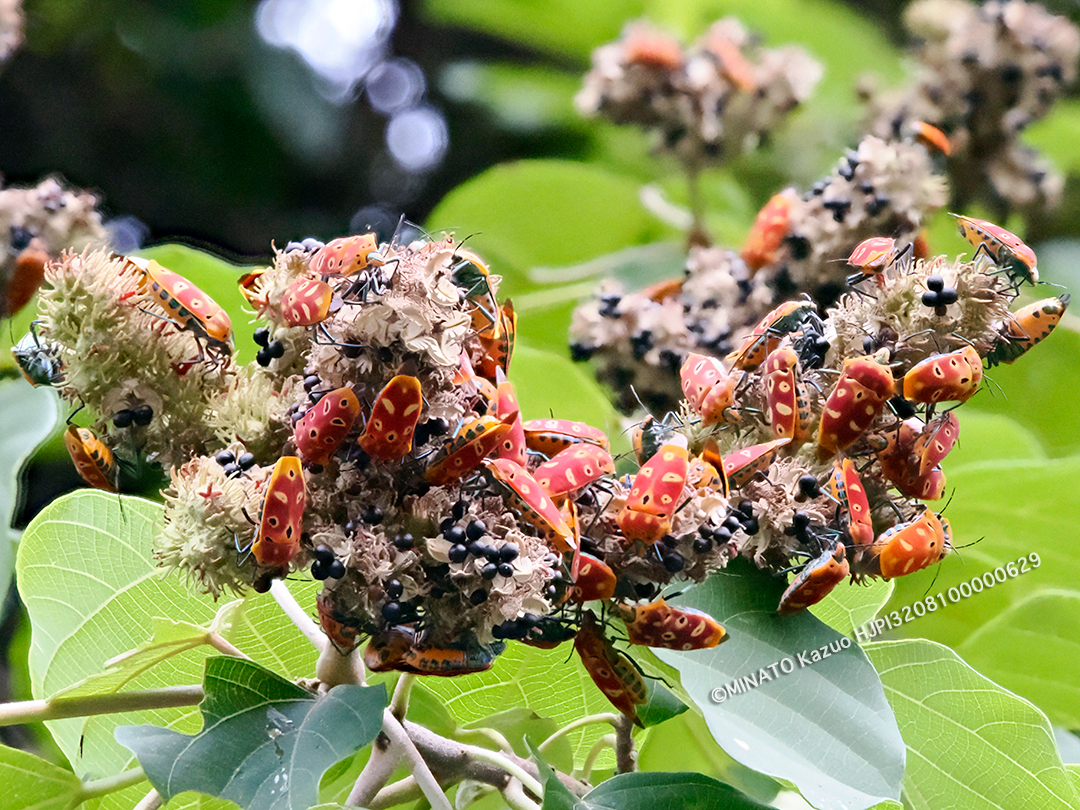 アカギカメムシ