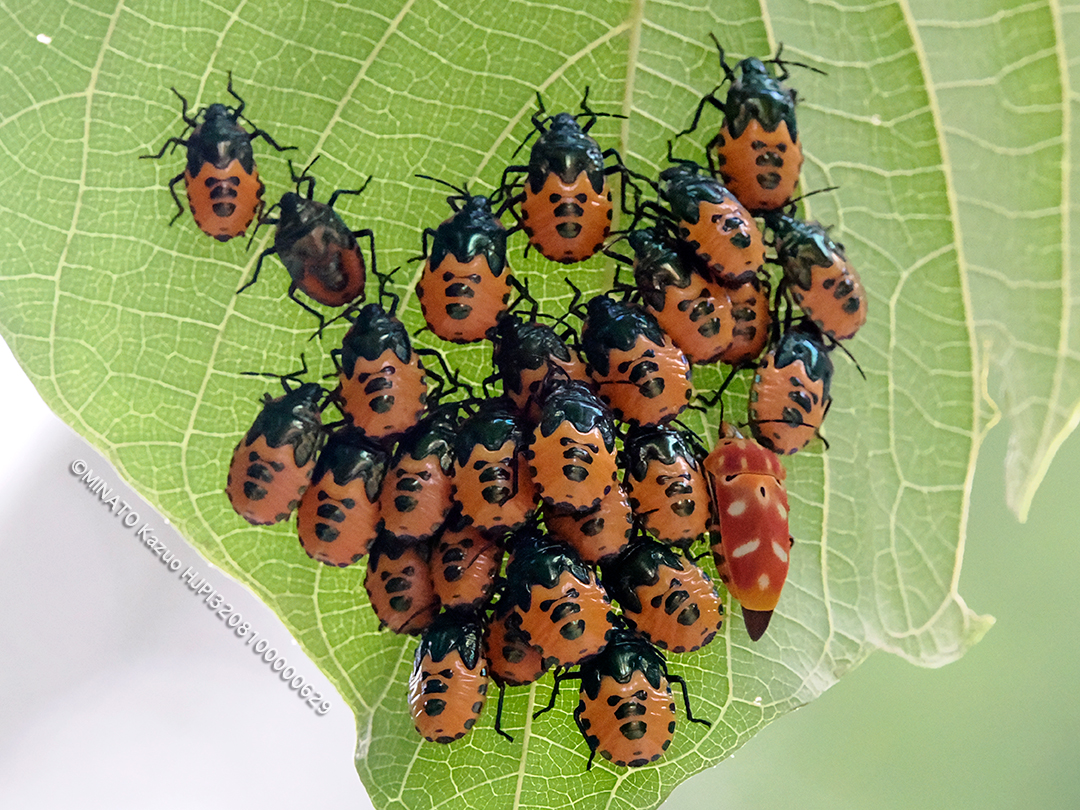 アカギカメムシ