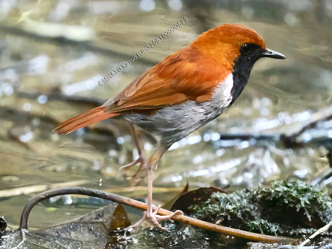 ホントウアカヒゲ雄