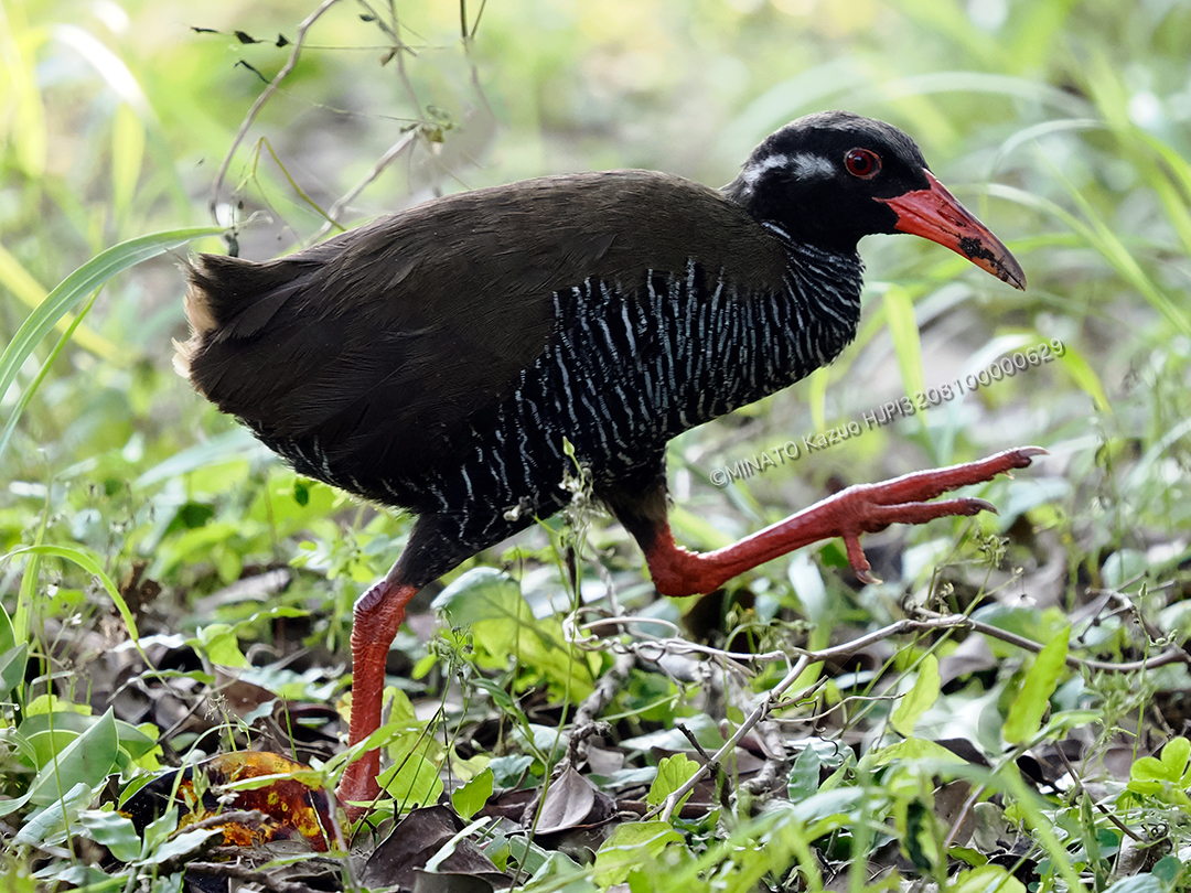 ヤンバルクイナ