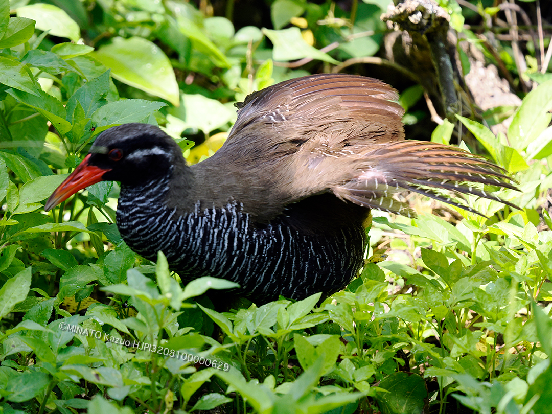 ヤンバルクイナ
