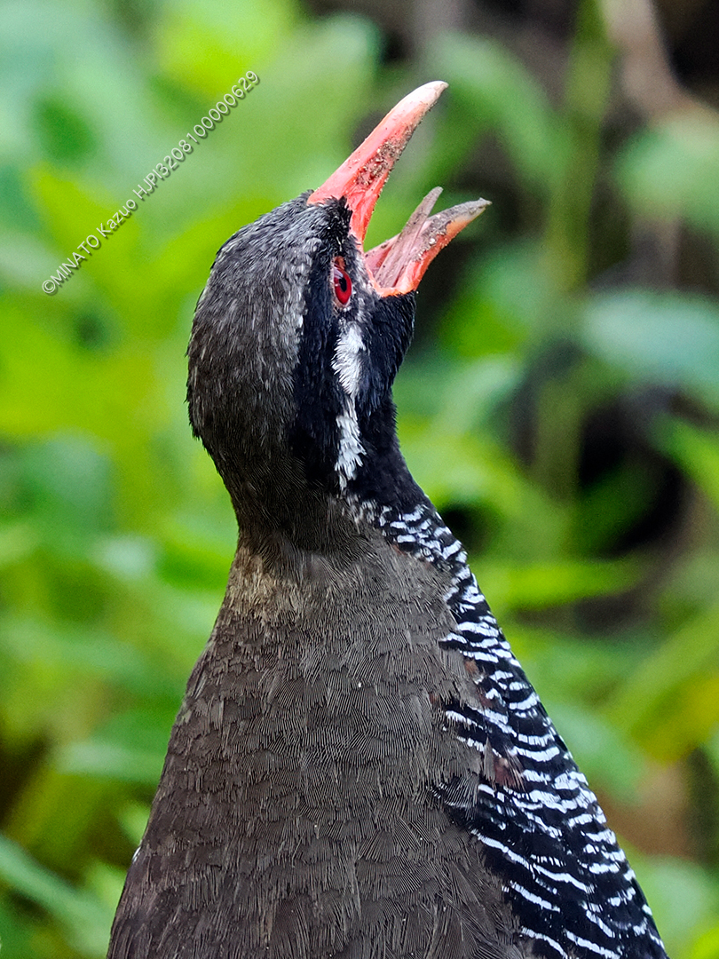 ヤンバルクイナ