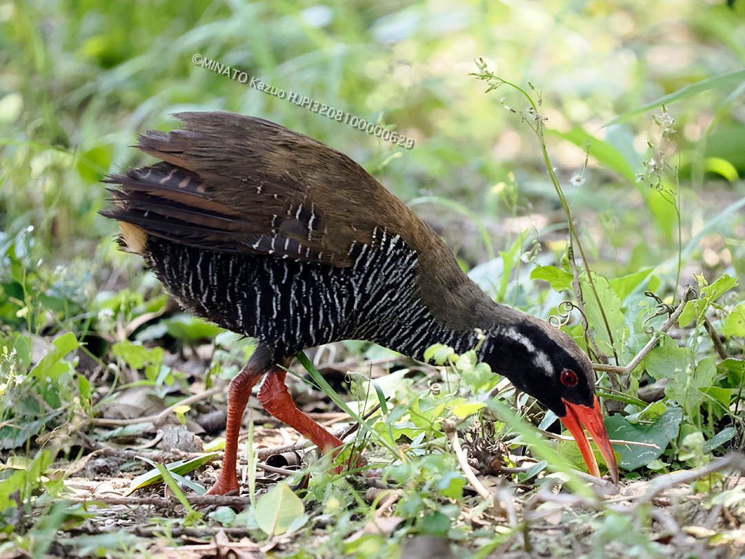 ヤンバルクイナ