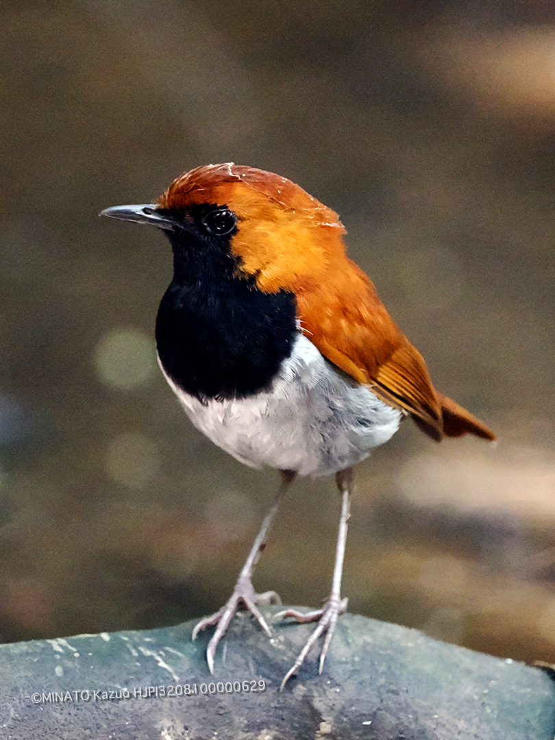 ホントウアカヒゲ雄