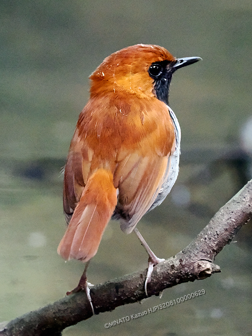 ホントウアカヒゲ雄