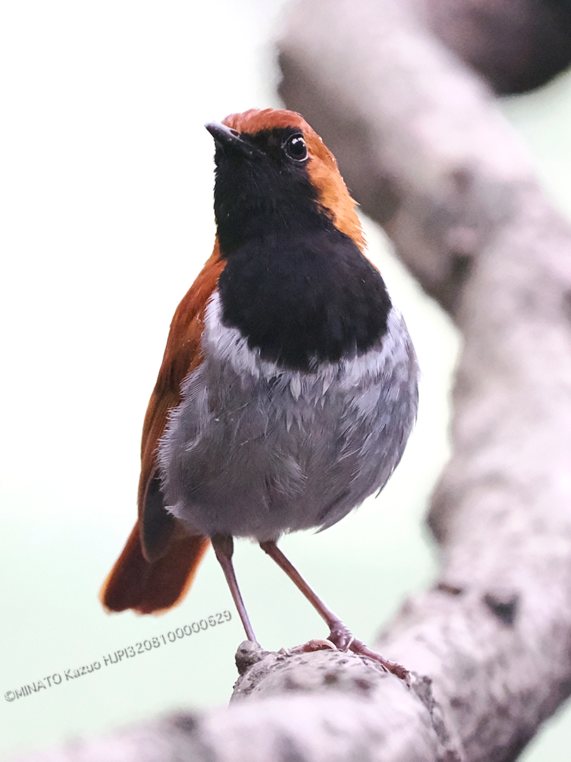 ホントウアカヒゲ雄