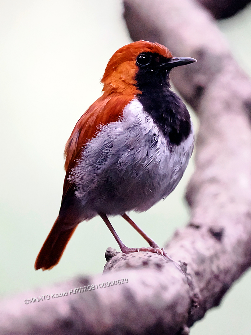 ホントウアカヒゲ雄