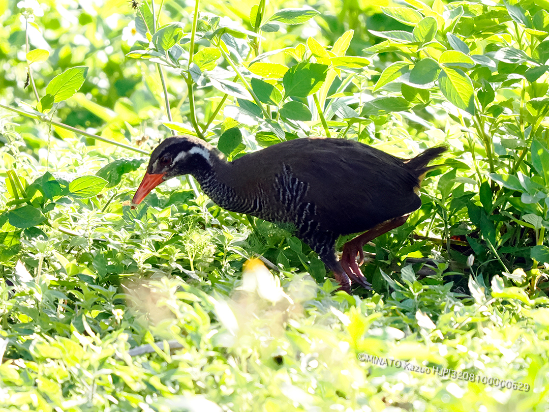 ヤンバルクイナ若鳥