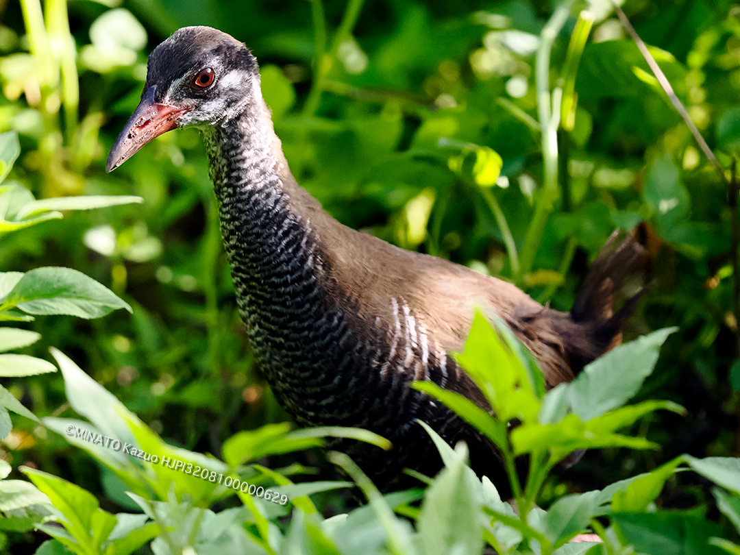 ヤンバルクイナ若鳥