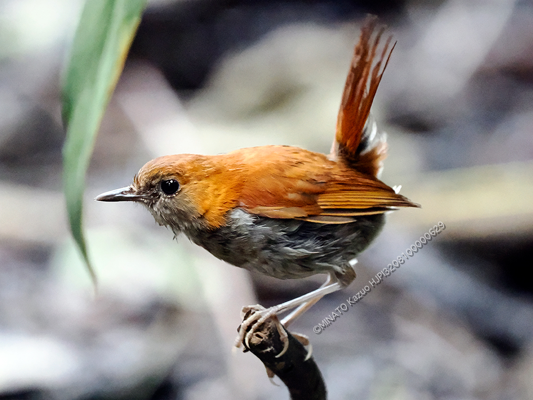 ホントウアカヒゲ