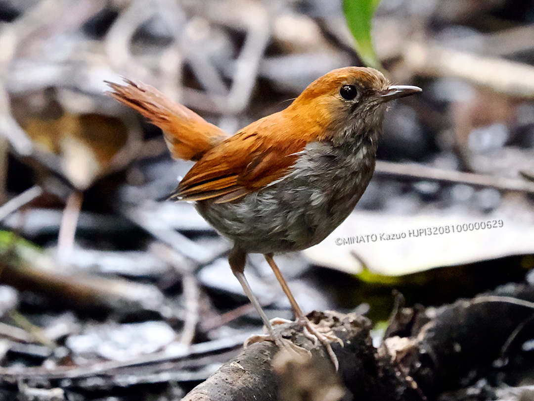 ホントウアカヒゲ