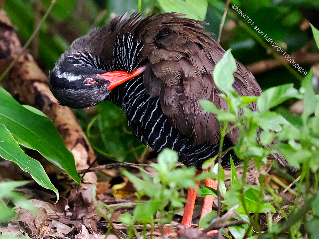 ヤンバルクイナ