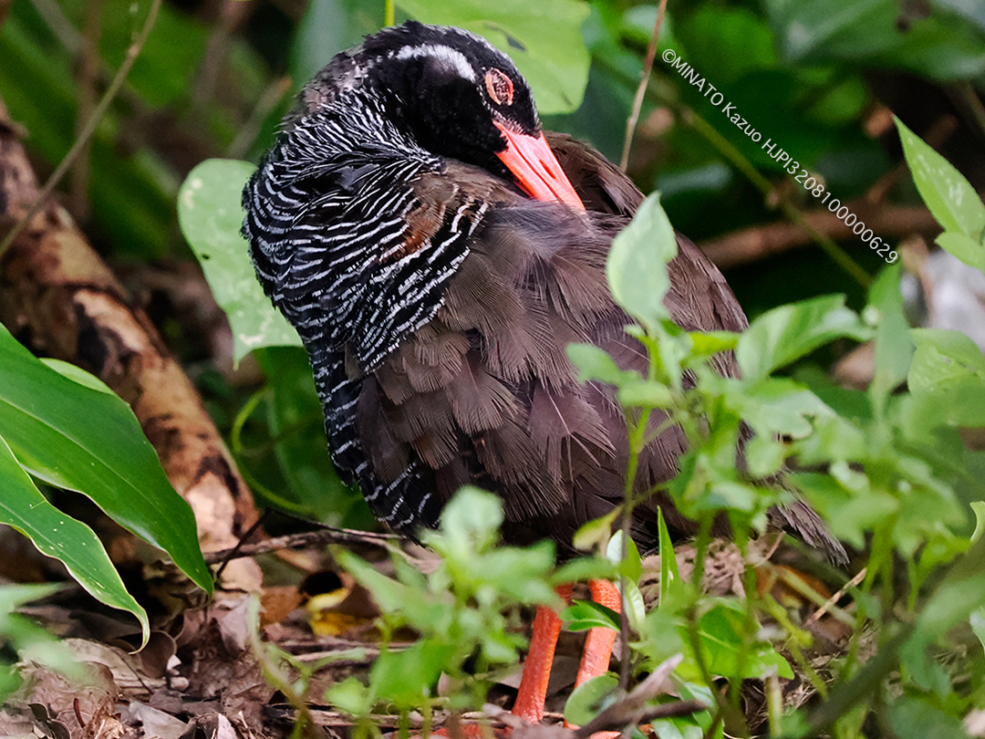 ヤンバルクイナ