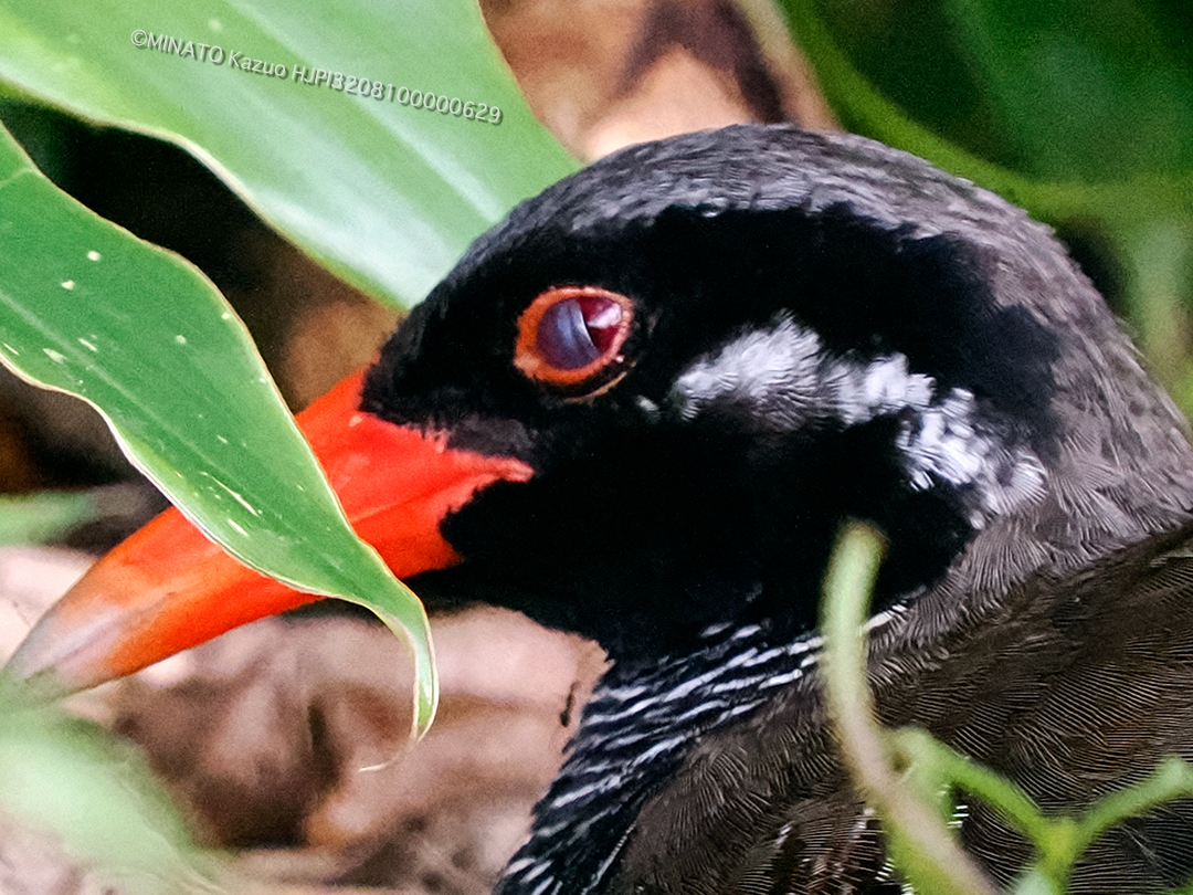 ヤンバルクイナ