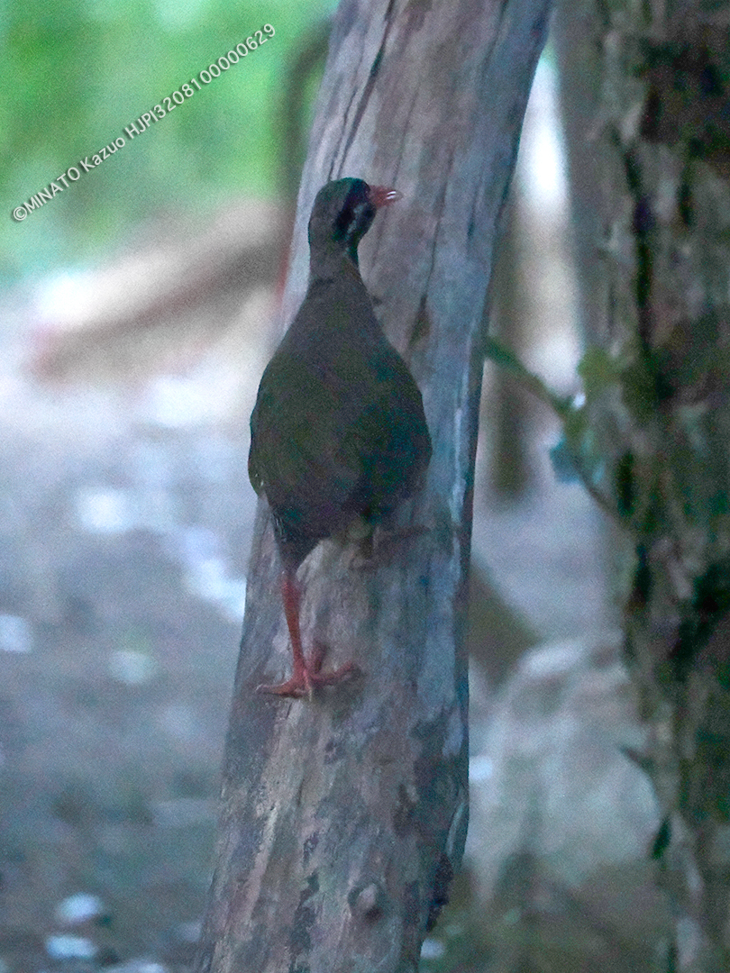 ヤンバルクイナ