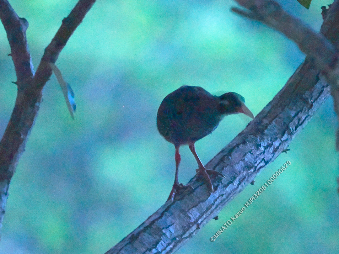 ヤンバルクイナ