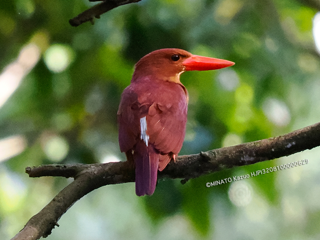 リュウキュウアカショウビン